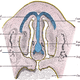Illustration for article titled This Funny Face is Actually Essential to Mammals Sex Lives